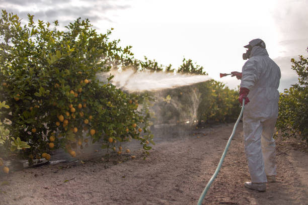 Best Wasp Removal Services  in Hudson, FL